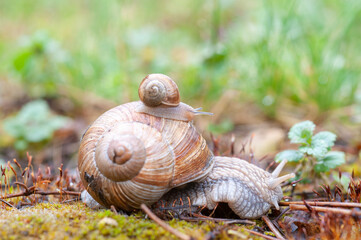 Schnecken im Regen