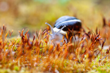Schnecken im Regen