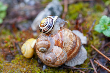 Schnecken im Regen
