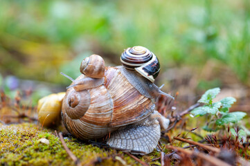 Schnecken im Regen
