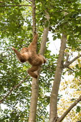 gibbon à mains blanche dans la forêt équatoriale, white-handed gibbon in the wild life, espèce en voie de disparition