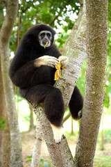 gibbon à mains blanche dans la forêt équatoriale, white-handed gibbon in the wild life, espèce en voie de disparition