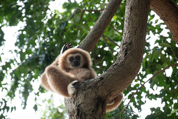 gibbon à mains blanche dans la forêt équatoriale, white-handed gibbon in the wild life, espèce en voie de disparition