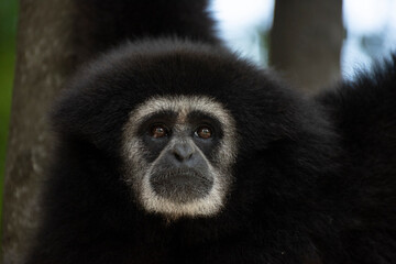 gibbon à mains blanche dans la forêt équatoriale, white-handed gibbon in the wild life, espèce en voie de disparition