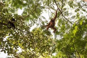 gibbon à mains blanche dans la forêt équatoriale, white-handed gibbon in the wild life, espèce en voie de disparition