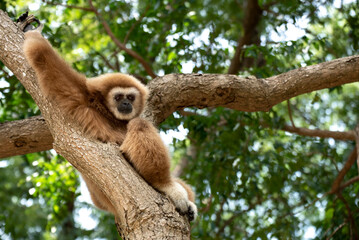 gibbon à mains blanche dans la forêt équatoriale, white-handed gibbon in the wild life, espèce en voie de disparition