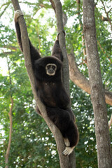 gibbon à mains blanche dans la forêt équatoriale, white-handed gibbon in the wild life, espèce en voie de disparition