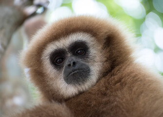 gibbon à mains blanche dans la forêt équatoriale, white-handed gibbon in the wild life, espèce en voie de disparition