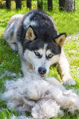 coat shedding