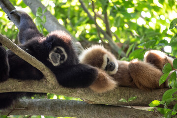 gibbon à mains blanche dans la forêt équatoriale, white-handed gibbon in the wild life, espèce en voie de disparition