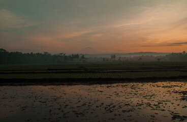 morning atmosphere in Indonesian rice fields