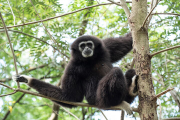 gibbon à mains blanche dans la forêt équatoriale, white-handed gibbon in the wild life, espèce en voie de disparition