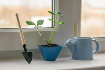 Watering can and shovel next to the plant on the windowsill.