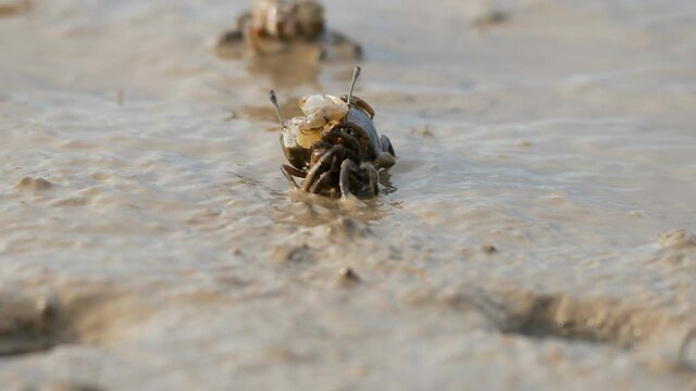 close up Uca vocans, Fiddler Crab   making love, breeding in mud ground floor