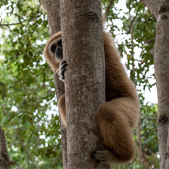 gibbon à mains blanche dans la forêt équatoriale, white-handed gibbon in the wild life, espèce en voie de disparition