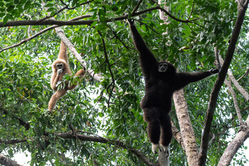 gibbon à mains blanche dans la forêt équatoriale, white-handed gibbon in the wild life, espèce en voie de disparition