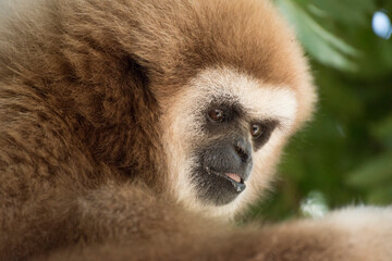 gibbon à mains blanche dans la forêt équatoriale, white-handed gibbon in the wild life, espèce en voie de disparition