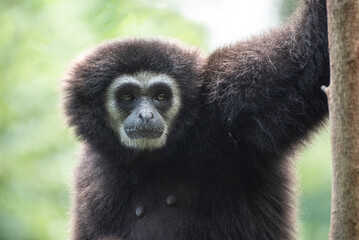 gibbon à mains blanche dans la forêt équatoriale, white-handed gibbon in the wild life, espèce en voie de disparition