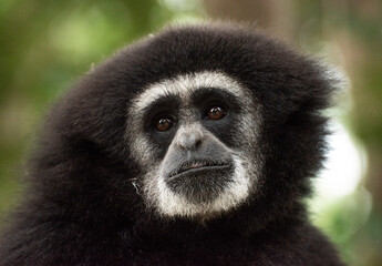 gibbon à mains blanche dans la forêt équatoriale, white-handed gibbon in the wild life, espèce en voie de disparition