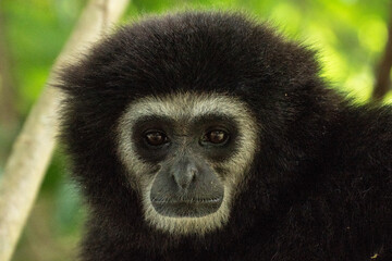 gibbon à mains blanche dans la forêt équatoriale, white-handed gibbon in the wild life, espèce en voie de disparition