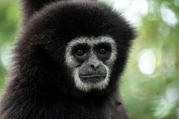 gibbon à mains blanche dans la forêt équatoriale, white-handed gibbon in the wild life, espèce en voie de disparition