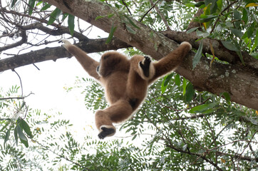 Obraz premium gibbon à mains blanche dans la forêt équatoriale, white-handed gibbon in the wild life, espèce en voie de disparition