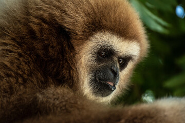 gibbon à mains blanche dans la forêt équatoriale, white-handed gibbon in the wild life, espèce en voie de disparition