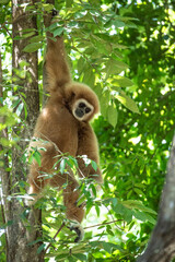 Obraz premium gibbon à mains blanche dans la forêt équatoriale, white-handed gibbon in the wild life, espèce en voie de disparition