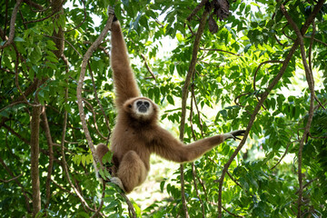 gibbon à mains blanche dans la forêt équatoriale, white-handed gibbon in the wild life, espèce en voie de disparition