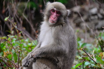 Naklejka premium 野生のニホンザル