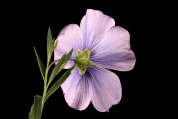Perennial Flax (Linum perenne). Flower Closeup
