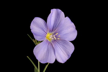 Perennial Flax (Linum perenne). Flower Closeup