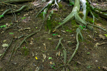 tree roots sticking out on dry land