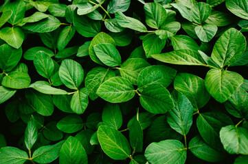 Big and fresh soybean leaves in detail