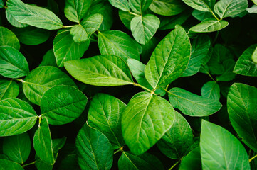 Big and fresh soybean leaves in detail