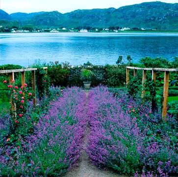 The impressive Cat Mint border at Inverewe bordering Lock Ewe at Poolewe in the Highlands of scotland