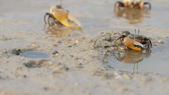 close up Uca vocans, Fiddler Crab  in mud ground floor