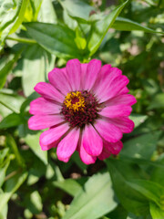Pink zinnia flower with yellow stamens. The dew drops on the petals.