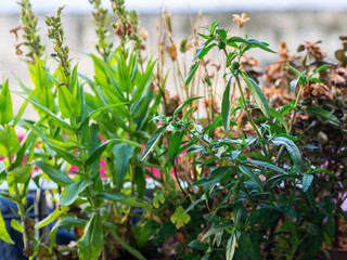 Plants to decorate the exterior of a home balcony. Green and colorful plants on a pot hanging on the railing on the background of the city.