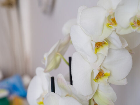 Plants to furnish the interior of the house. White orchids on the white background of the wall arranged inside the hallway of the house.