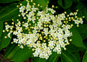 roslina krzew o kwiatostanach koloru bialego o nazwie bez czarny rosnacy przy drodze polnej w...