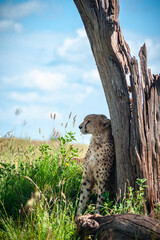 Tired wild cheetah hid from the sun behind a tree in Africa