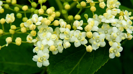 roslina krzew o kwiatostanach koloru bialego o nazwie bez czarny rosnacy przy drodze polnej w...