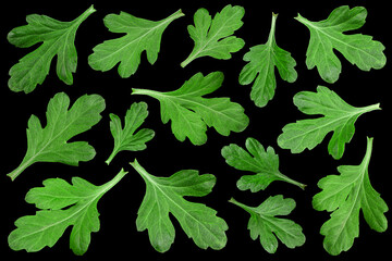 Fototapeta na wymiar Aster leaf set closeup