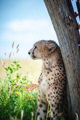 Tired wild cheetah hid from the sun behind a tree in Africa