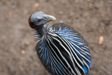 Obraz premium Vulturine guineafowl closeup, head in focus. 