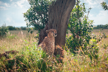 Tired wild cheetah hid from the sun behind a tree in Africa © Lila Koan