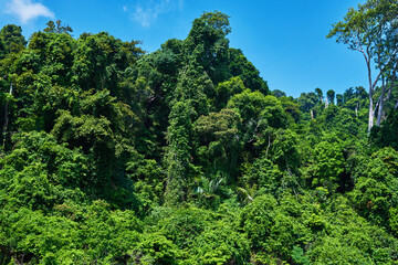 Amazing scenic view tropical forest with lush tree crowns on blue sky background.