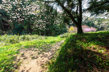 草むらに咲いている桜と影