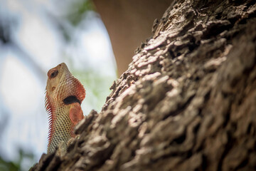 Oriental garden lizard
